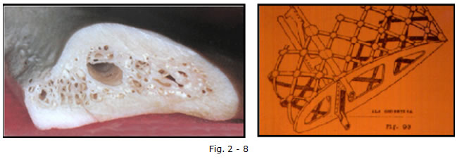 implantologia funzionale, dentista, dentiera, carie, impianti dentali, protesi fissa, protesi dentale, impianti a vite, ortodonzia, intarsi in ceramica