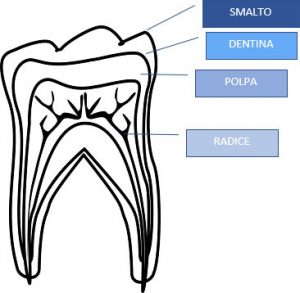 Come sono fatti i denti