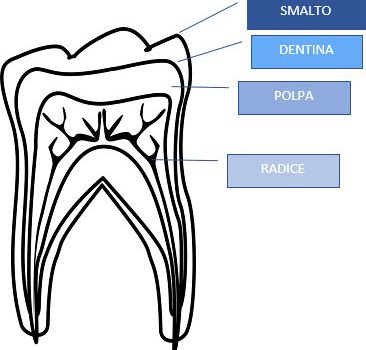 Come sono fatti i denti e loro funzioni Come sono fatti i denti e loro funzioni